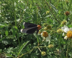 Melanchroia chephise