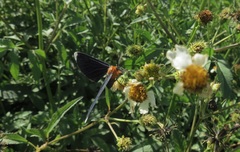 Melanchroia chephise