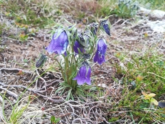 Campanula alpina