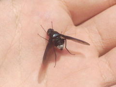 Anthrax aterrimus