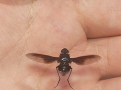 Anthrax aterrimus