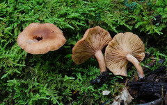 Lactarius rimosellus