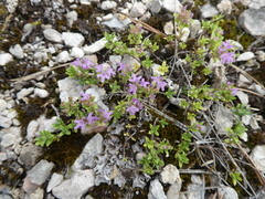 Thymus glabricaulis