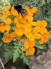 Bombus pyrosoma