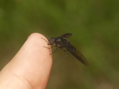 Anthrax aterrimus