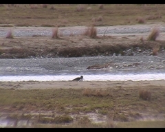 Himantopus novaezelandiae