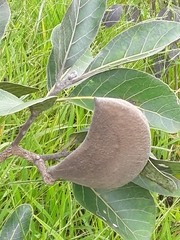 Aspidosperma macrocarpon