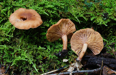 Lactarius rimosellus