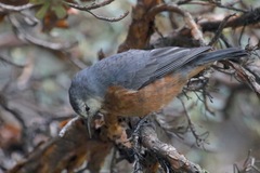 Conirostrum binghami