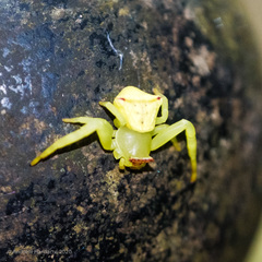 Thomisus okinawensis