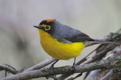 Myioborus melanocephalus