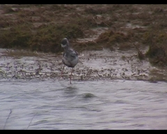 Himantopus novaezelandiae