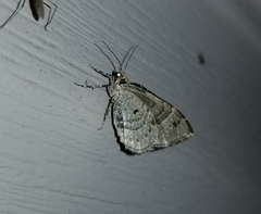 Ecliptopera silaceata