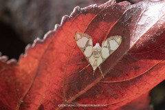 Cirrhochrista kosemponialis