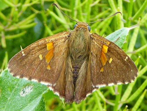 Silver-spotted Skipper, photo 10 of 10
