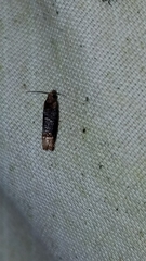 Eucosma ochroterminana