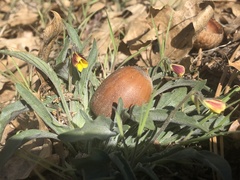 Viola pinetorum grisea