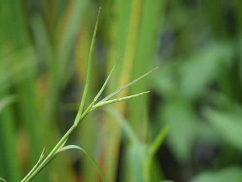 Hemarthria sibirica, 2020-07-11