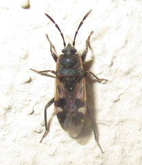 Lanchnophorus singalensis