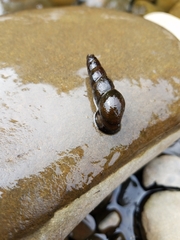 Juga plicifera
