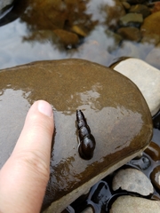 Juga plicifera