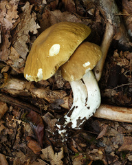 Boletus nobilis