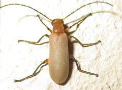 Zonitoschema capensis