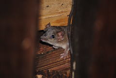 Antechinus