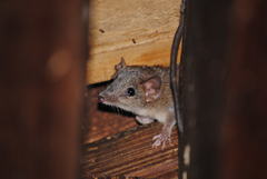 Antechinus