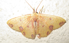 Celidomphax rubrimaculata