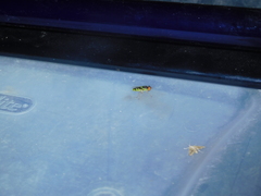 Odontomyia cincta