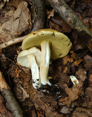 Boletus nobilis