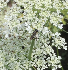 Ectemnius stirpicola