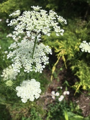 Daucus carota