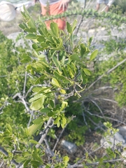 Fraxinus greggii