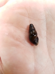 Juga plicifera
