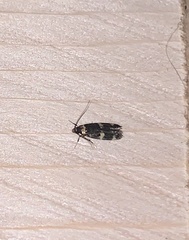 Oegoconia deauratella