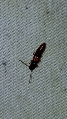 Piestinae