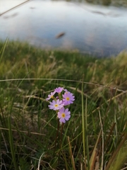 Primula nutans