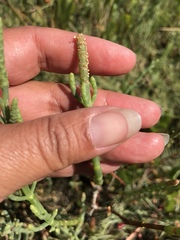 Arthroceras subterminale