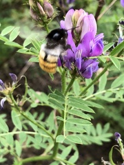 Bombus pyrosoma