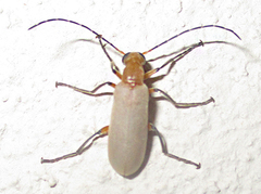 Zonitoschema capensis