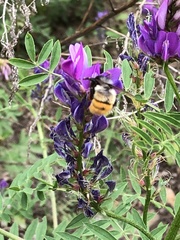 Bombus pyrosoma