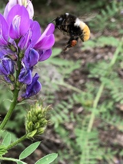 Bombus pyrosoma