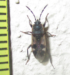 Lanchnophorus singalensis
