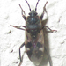 Lanchnophorus singalensis - Photo (c) Botswanabugs, algunos derechos reservados (CC BY-NC), uploaded by Botswanabugs