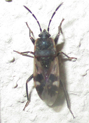 Lanchnophorus singalensis