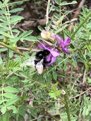 Bombus pyrosoma