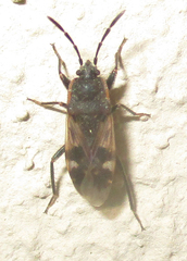 Lanchnophorus singalensis