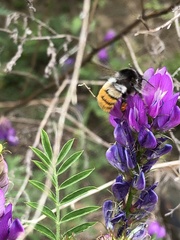 Bombus pyrosoma